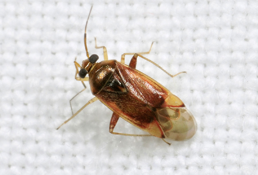 Miridae: Lygus rugulipennis e Pinalitus cervinus